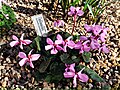 Cyclamen alpinum