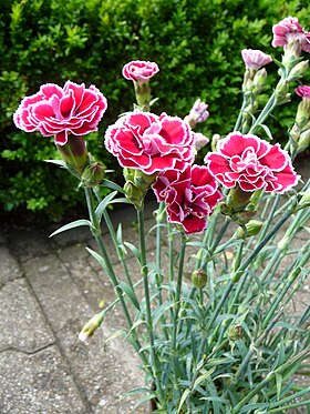 Havenellike (Dianthus caryophyllus) Foto: 4028mdk09