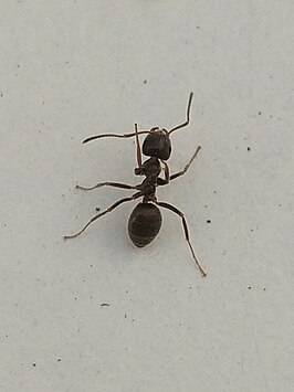 Lasius grandis