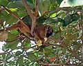 Da Maki vo Mayotte (Eulemur fulvus mayottensis).