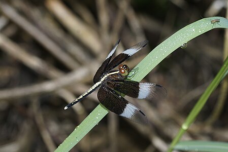 Neurothemis tullia (ആൺതുമ്പി)