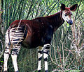 Image 55Found in the Congolian rainforests, the okapi was unknown to science until 1901 (from Democratic Republic of the Congo)