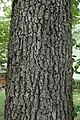 Bark