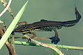 Triturus helveticus