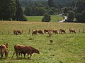 Limousin cattle grazing in the Vienne valley, near Rempnat.