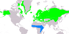 Mapa světa zachycuje hnízdiště bělořitů, která jsou vesměs v Evropě, severní Americe a Asii, a jejich hnízdiště, které jsou hlavně v Africe