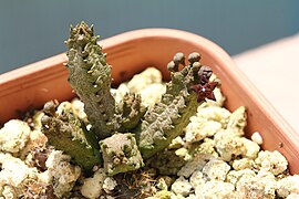 Pseudolithos mccoyi