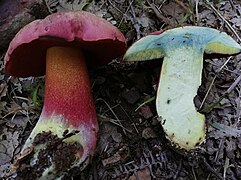 Rubroboletus demonensis, le Bolet du Val Demone, toxique.