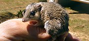 Brown dunnart