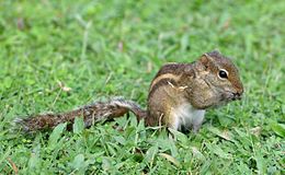 Indiai házimókus (Funambulus palmarum)