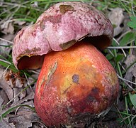 Imperator rhodopurpureus, le Bolet vieux rose, toxique.