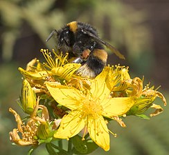 En Mörk jordhumla, Bombus terrestris får en måltid