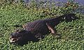 Iberá marshes, Corrientes, آرژانتین