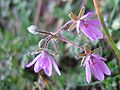 Erodium cicutarium