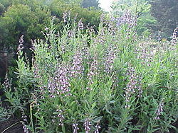 Ārstniecības salvija (Salvia officinalis)