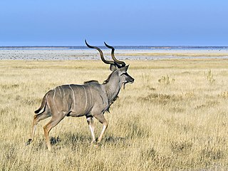 'n Koedoebul naby Groot Okevi, Nasionale Etoshawildtuin, Namibië.