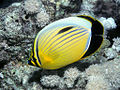 Blacktail butterflyfish Chaetodon (Corallochaetodon) austriacus