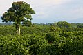 Quindío ist vom Kaffeeanbau geprägt