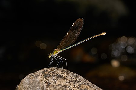 Neurobasis chinensis (പെൺതുമ്പി)