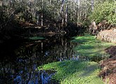 O'Leno State Park - Sinkhole