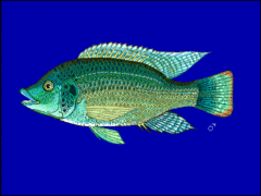 Tilapia du Mozambique (Oreochromis mossambicus).