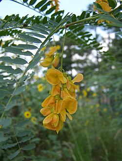 Sesbania drummondii.