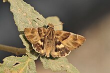 A hairy butterfly with wings spread on green leaves