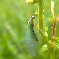 Groene gaasvliegen