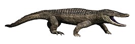 Brachychampsa