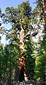 Sequoia à Mariposa Grove, Yosemite.