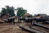 Buffalo pulling logs from the Irrawaddy at Mandalay