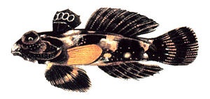 Synchiropus ocellatus