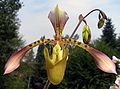 Paphiopedilum haynaldianum