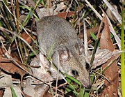 Brown dunnart