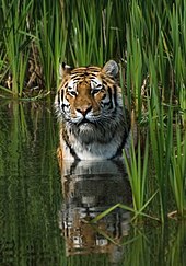 Tiger in water