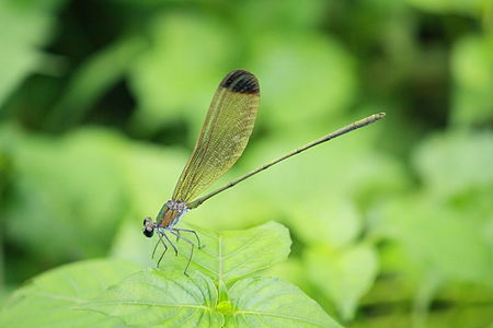 Vestalis apicalis (ആൺതുമ്പി)