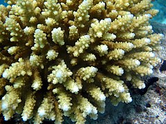 Acropora rosaria