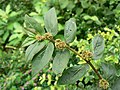 Euphorbia hirta