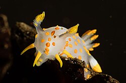 Polycera quadrilineata Foto: Jørn Ari Nøgensnegle i Danmark