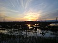 Image 21The Sitniki peat bog in Russia recultivated after industrial use (from Bog)