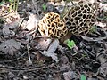 Morchella vulgaris