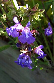 2006-10-30-Salvia01.jpg