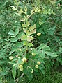 Berberis swaseyi