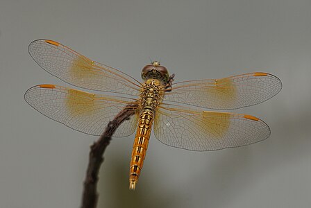 Brachythemis contaminata (ആൺതുമ്പി)