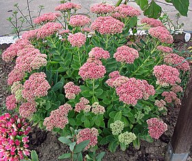 Sedum spectabile