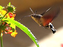 Macroglossum stellatarum01.jpg