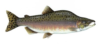 Oncorhynchus gorbuscha