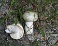 Russula virescens