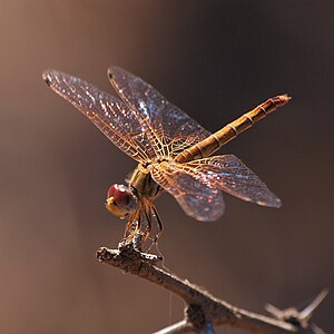 Trithemis kirbyi (പെൺതുമ്പി)