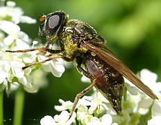 Cheilosia chloris (weiblich)